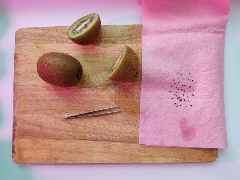 Wyjąłem z kiwi malutkie pestki i je zasadziłem: pokazuję, jak rosły przez 10 tygodni🤔