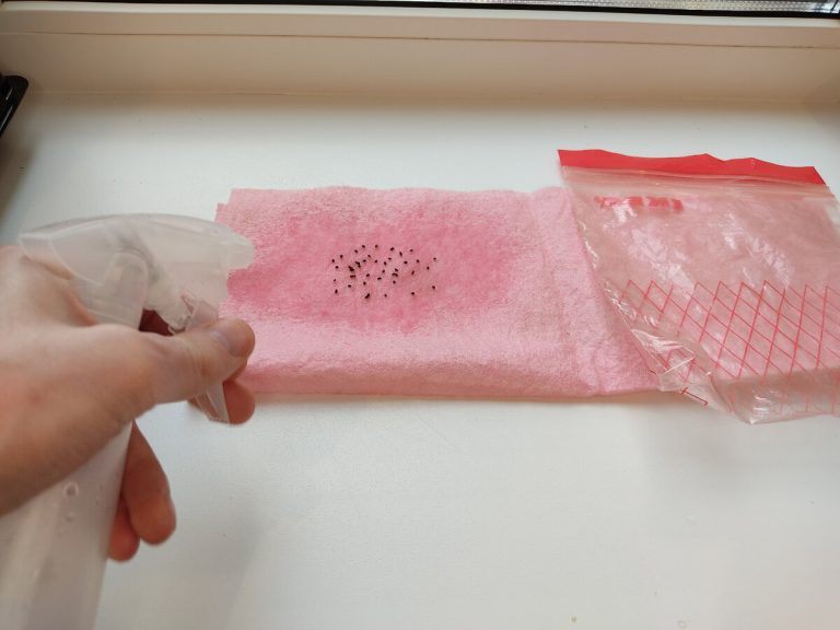 Wyjąłem z kiwi malutkie pestki i je zasadziłem: pokazuję, jak rosły przez 10 tygodni🤔