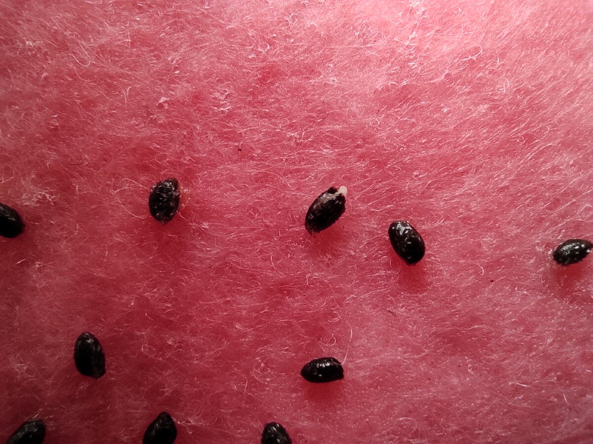 Wyjąłem z kiwi malutkie pestki i je zasadziłem: pokazuję, jak rosły przez 10 tygodni🤔