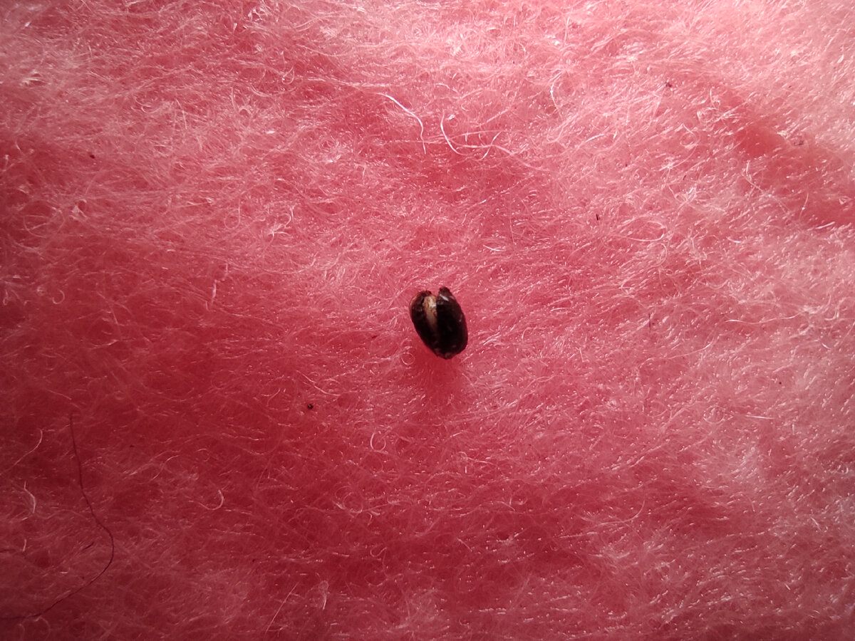 Wyjąłem z kiwi malutkie pestki i je zasadziłem: pokazuję, jak rosły przez 10 tygodni🤔